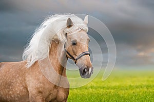 Palomino horse with long mane