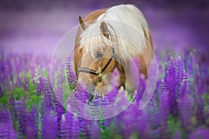 Palomino horse with long mane in lupine