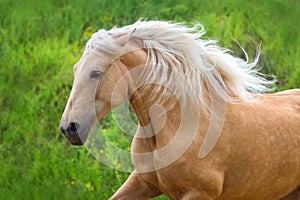 Palomino horse with long mane portrait