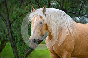 Palomino horse with long mane portrait