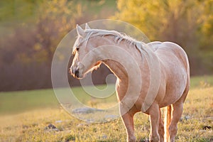 Palomino horse looking backwards