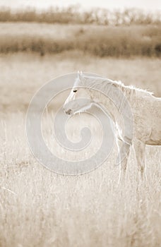 Palomino horse looking westward