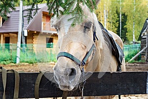 Palomino horse mare