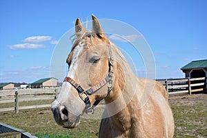 A palomino horse out in the ranch corral.