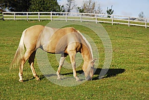 Palomino Horse In Pasture