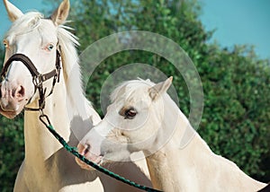 Palomino horse and pony