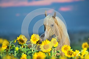 Palomino horse portrait