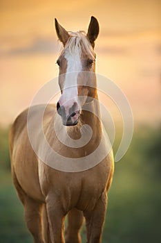 Palomino horse portrait