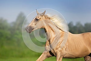 Palomino horse portrait