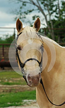 Palomino Horse portrait photo