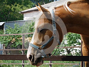 Palomino horse portrait