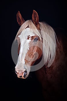 Palomino horse portrait