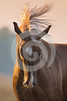 Palomino horse portrait in motion