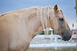 Palomino horse profile. Beautiful portrait, head of gold coat