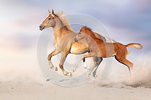 Palomino horse and red foal