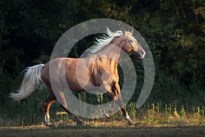 Palomino horse run