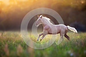 Palomino horse run