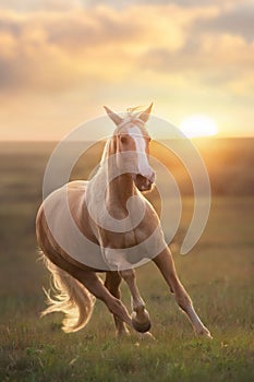 Palomino horse run