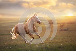 Palomino horse run