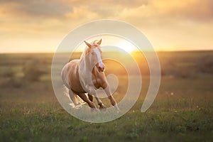 Palomino horse run