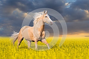 Palomino horse run