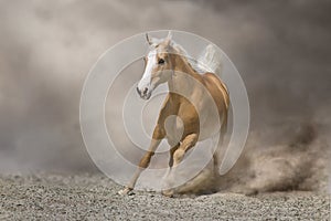 Palomino horse run in desert