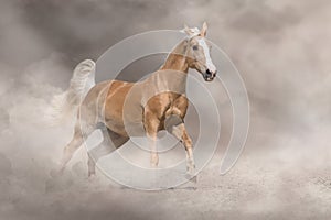 Palomino horse run fast in desert