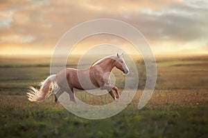 Palomino horse run gallop