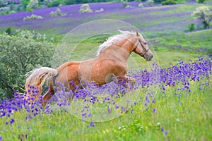 Palomino horse run gallop