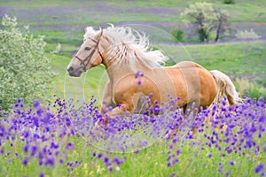 Palomino horse run gallop