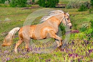 Palomino horse run gallop