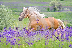 Palomino horse run gallop photo