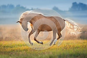 Palomino horse run at sunrise meadow