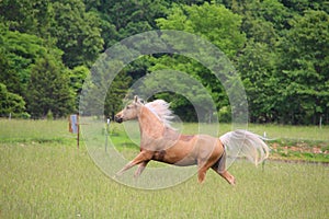 Palomino Horse Running