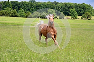 Palomino Horse Running