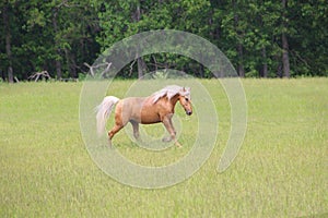 Palomino Horse Running