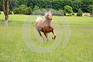 Palomino Horse Running