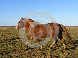 Palomino horse running at the field