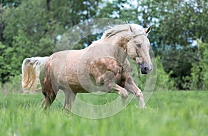 Palomino horse running gallop on a meadow.