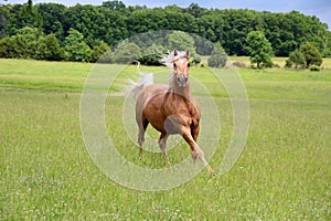 Palomino Horse Running photo