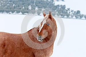 Palomino Horse in the Snow, Looking back behind him