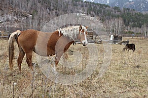 Palomino horse standing in a meadow