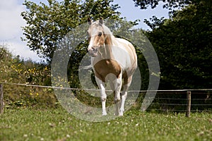 Palomino horse stands on pasture