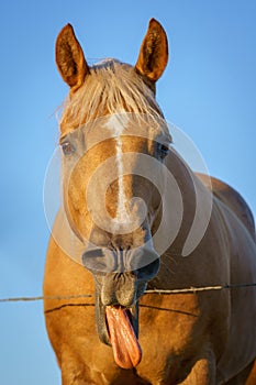 Palomino horse sticks out tongue