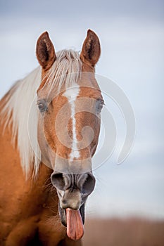 Palomino horse sticks out tongue