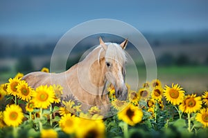 Palomino horse on sunflowers