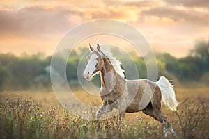 Palomino horse at sunset