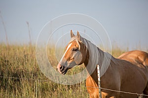 Palomino horse at sunset