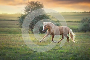 Palomino horse trotting