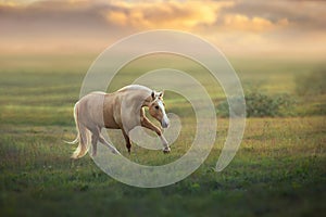 Palomino horse trotting